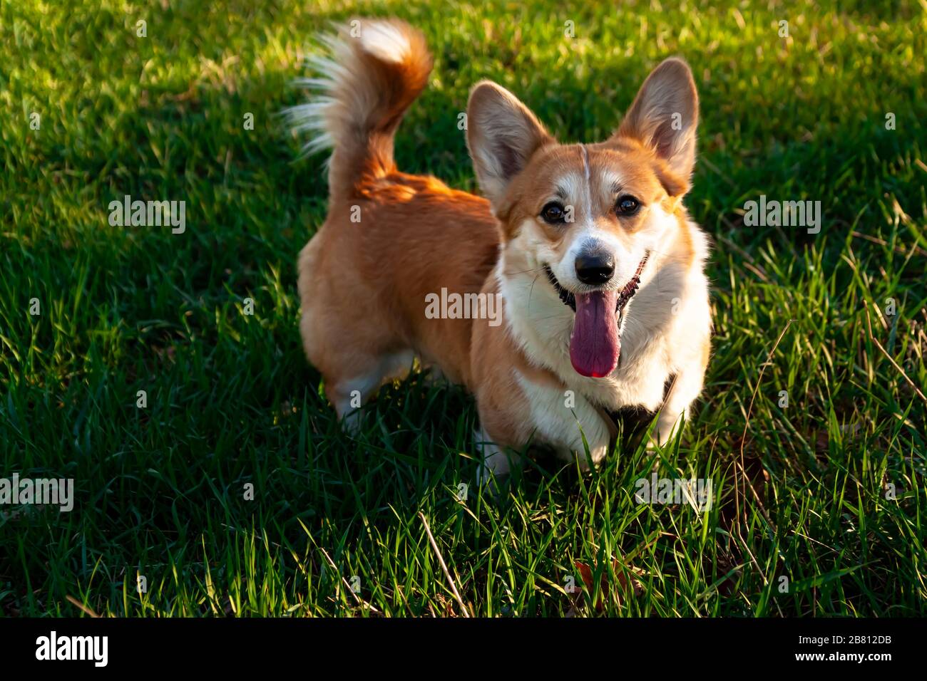 Pembroke Welsh Corgi, Welsh Corgi jumping all'aperto. Lifestyle Purebreed Welsh corgi giocare all'aperto. Foto Stock