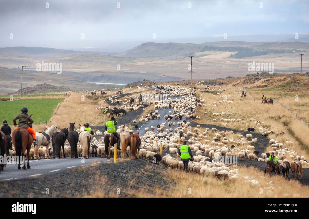 La pecora islandese è scacciata dagli altopiani islandesi alla fine dell'estate Foto Stock