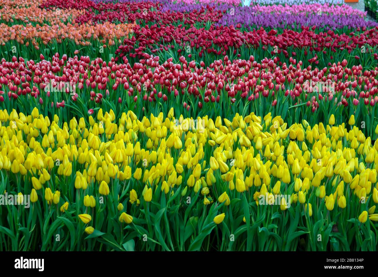 Primo piano di UN campo di tulipani Foto Stock