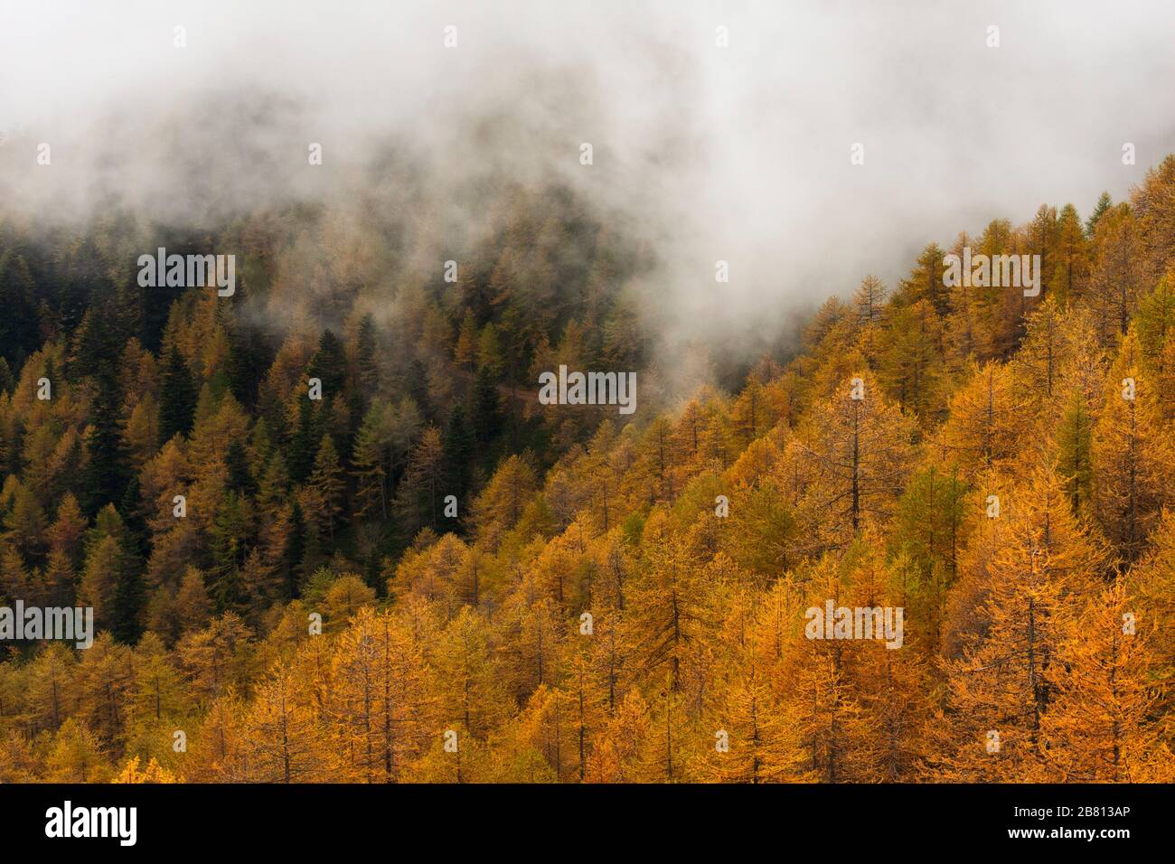 Alta via dei Monti Liguri - larici dai meravigliosi colori autunnali tratti dall'alta Via dei Monti Liguri. Foto Stock