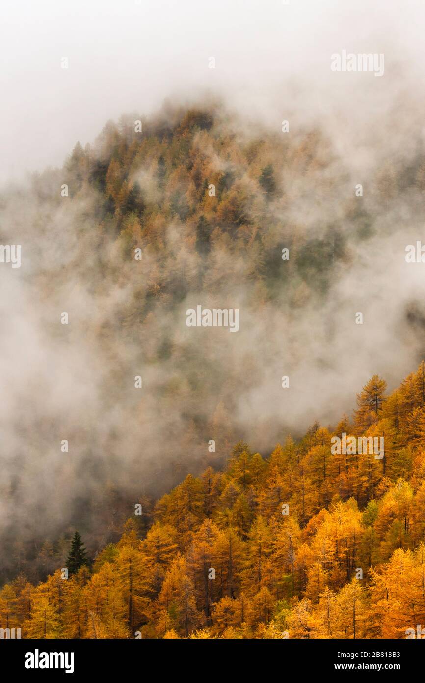 Alta via dei Monti Liguri - larici dai meravigliosi colori autunnali tratti dall'alta Via dei Monti Liguri. Foto Stock