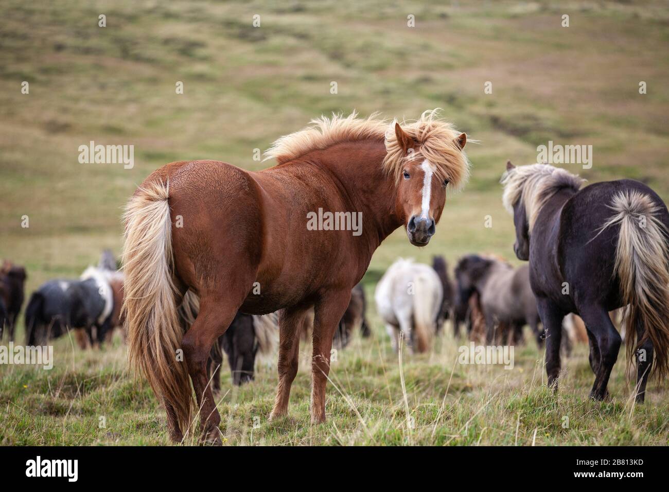 Buffi pony islanda con un taglio di capelli elegante pascolo su un pascolo nel nord Islanda Foto Stock