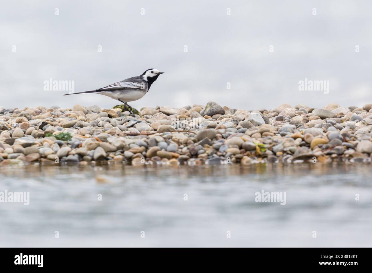 un wagtail bird bianco (motacilla alba) a piedi su ghiaia in riva al mare Foto Stock