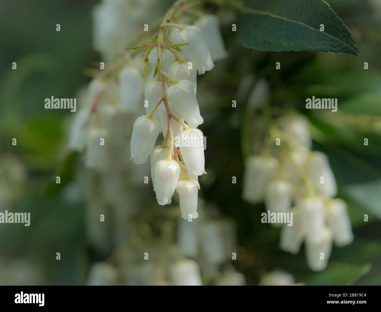 Primo piano di fiori a forma di campana bianca di arbusto sempreverde pieris ' fiamma forestale' Foto Stock