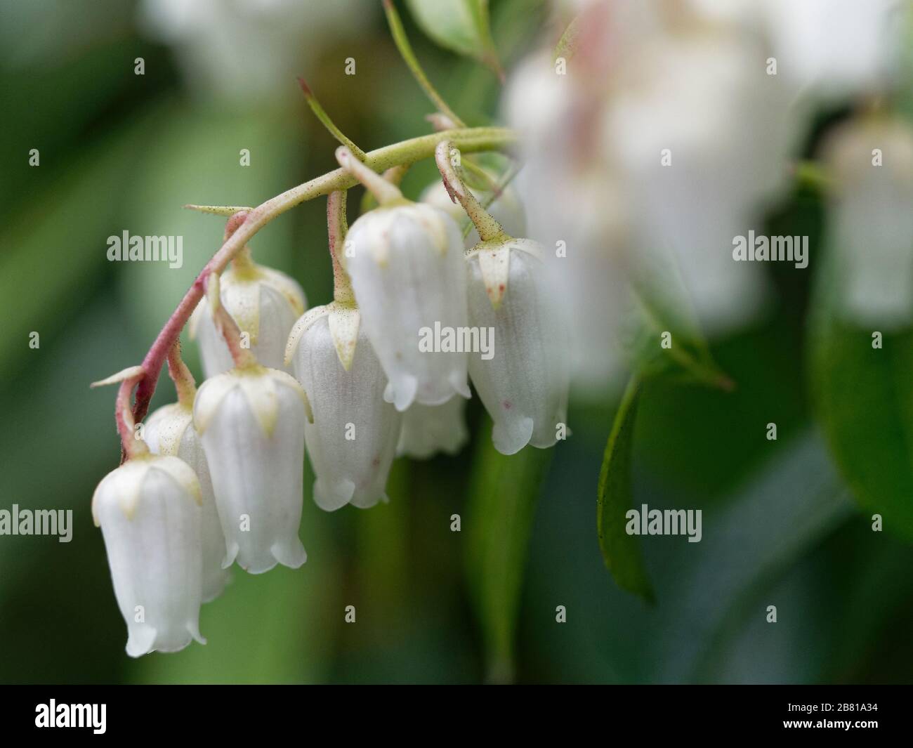 Estrema vicinanza di fiori a forma di campana bianca a grappolo di arbusto sempreverde pieris ' fiamma forestale' Foto Stock