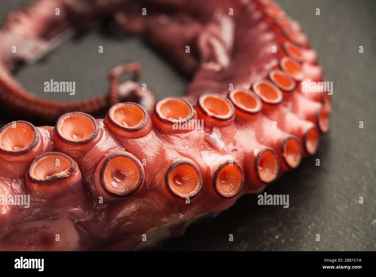 Un tentacolo di polpo su una lastra nera in una vista ravvicinata Foto Stock