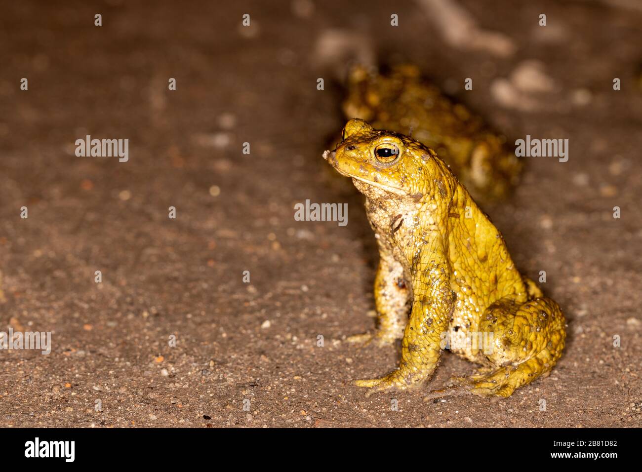 Maschio comune europeo toad seduta in posizione verticale su strada non asfaltata Foto Stock
