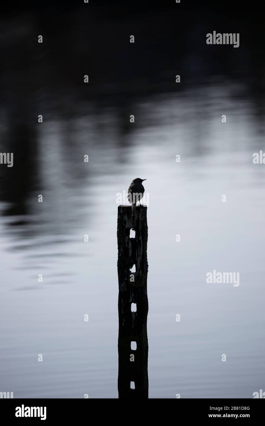 Silhouette crepuscolare dell'uccello selvatico del carro grigio britannico (Motalcilla cinerea) isolato all'aperto sul posto dall'acqua. Foto Stock