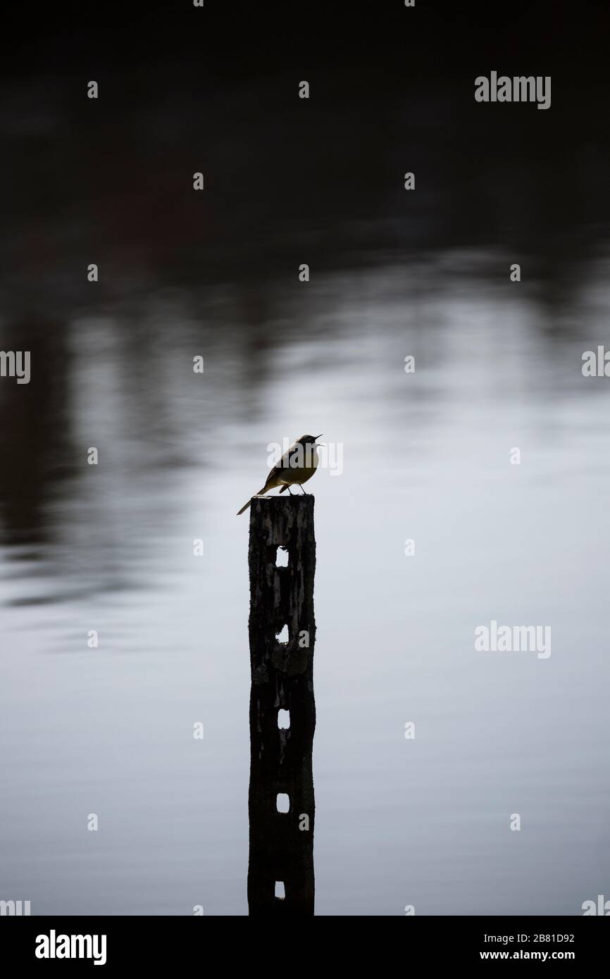 Silhouette crepuscolare dell'uccello selvatico del carro grigio britannico (Motalcilla cinerea) isolato all'aperto sul posto dall'acqua. Foto Stock