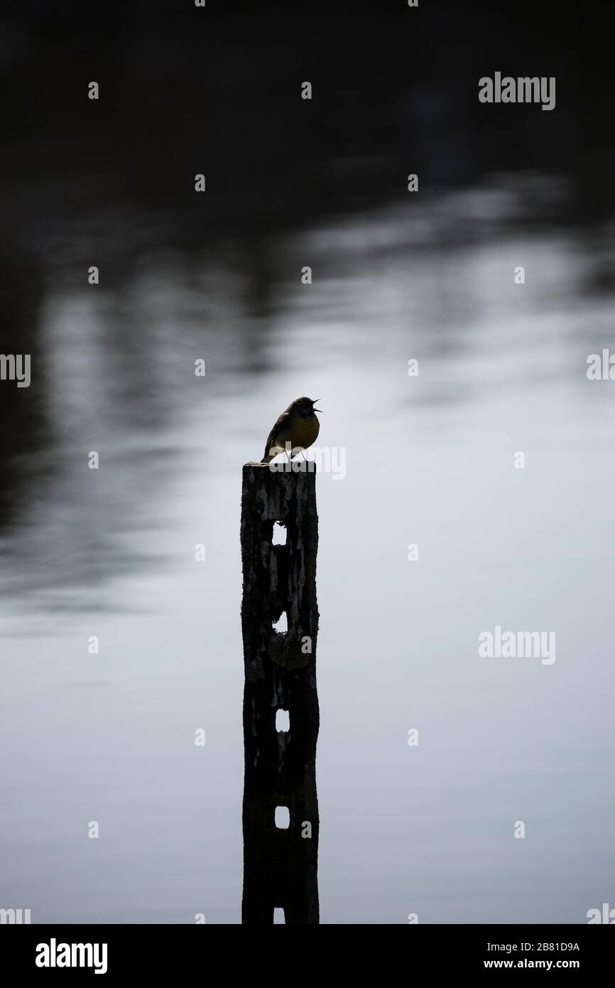 Silhouette crepuscolare dell'uccello selvatico del carro grigio britannico (Motalcilla cinerea) isolato all'aperto sul posto dall'acqua. Foto Stock