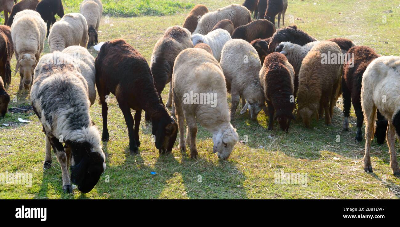 Gregge di pecore domestiche, Ewe, Agnello, RAM (genere di specie di Ovis ariete) pascolo in un allevamento di pecore al tramonto estivo. Tipicamente animali mammiferi ruminanti. Arte Foto Stock