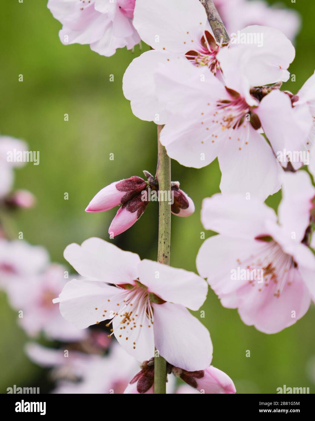 Prugna di ciliegia nera (Prunus cerasifera Nigra) gemme e fiori - primo piano. Foto Stock