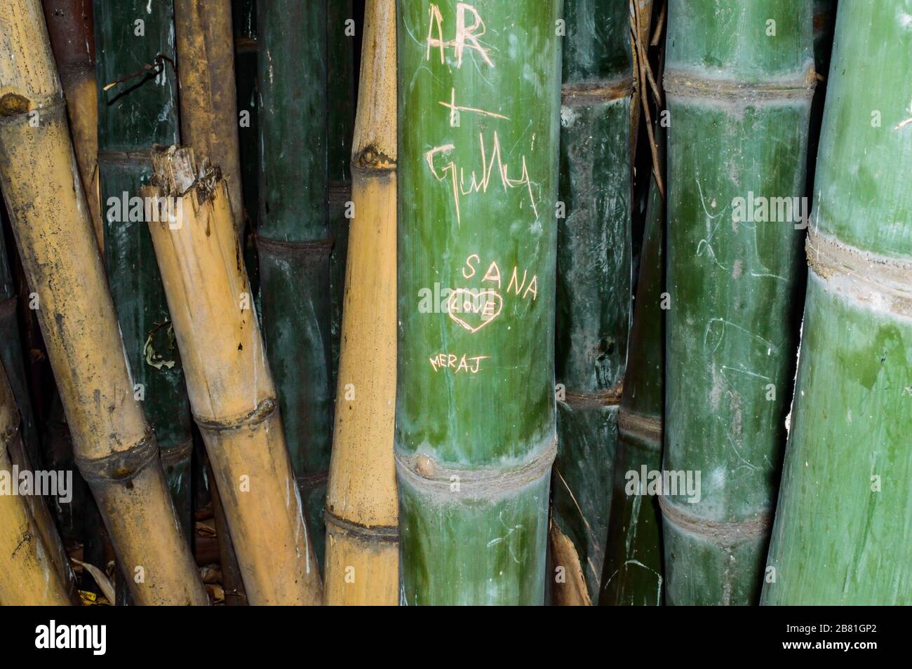 Primo piano degli script scolpiti sull'albero di bambù. Nomi e amore segno cuori caratteri scolpiti in bambù pianta. Bella vi amo graffiti su un bambù s. Foto Stock