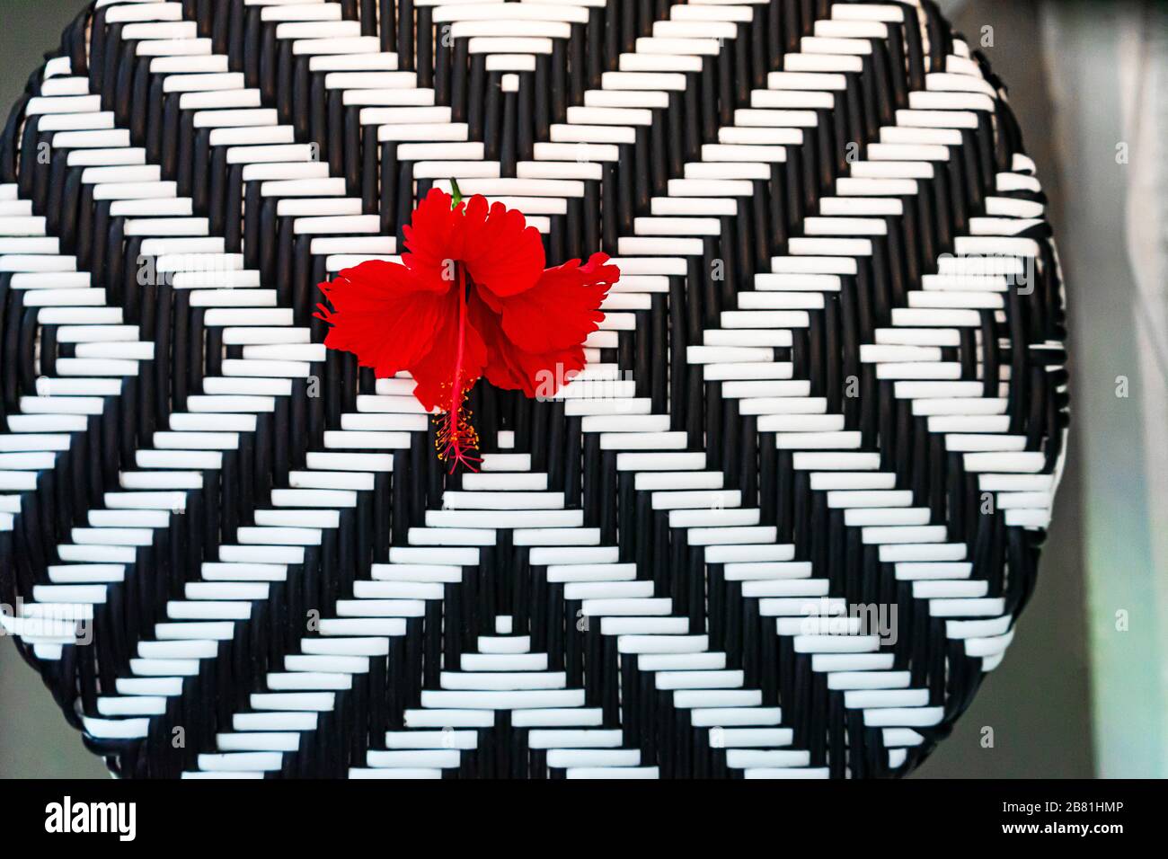 Sedia bianca e nera con fiore tropicale rosso. Rilassatevi nell'esotico resort di vacanza. Sfondo artificiale in vimini di rattan bianco e nero. Foto Stock