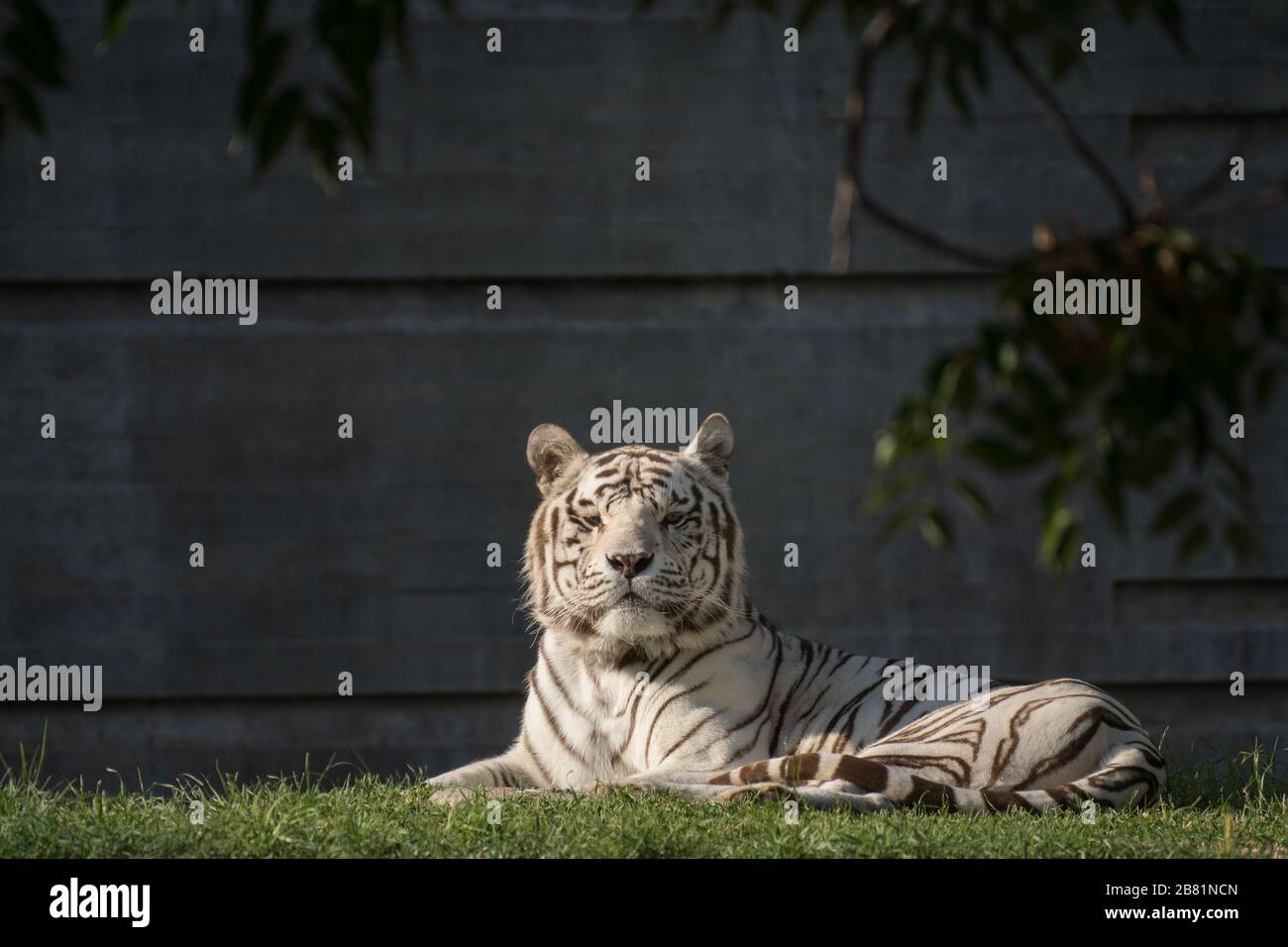 Bel ritratto di bianco maschio tigre bengala riposo al tramonto Foto Stock