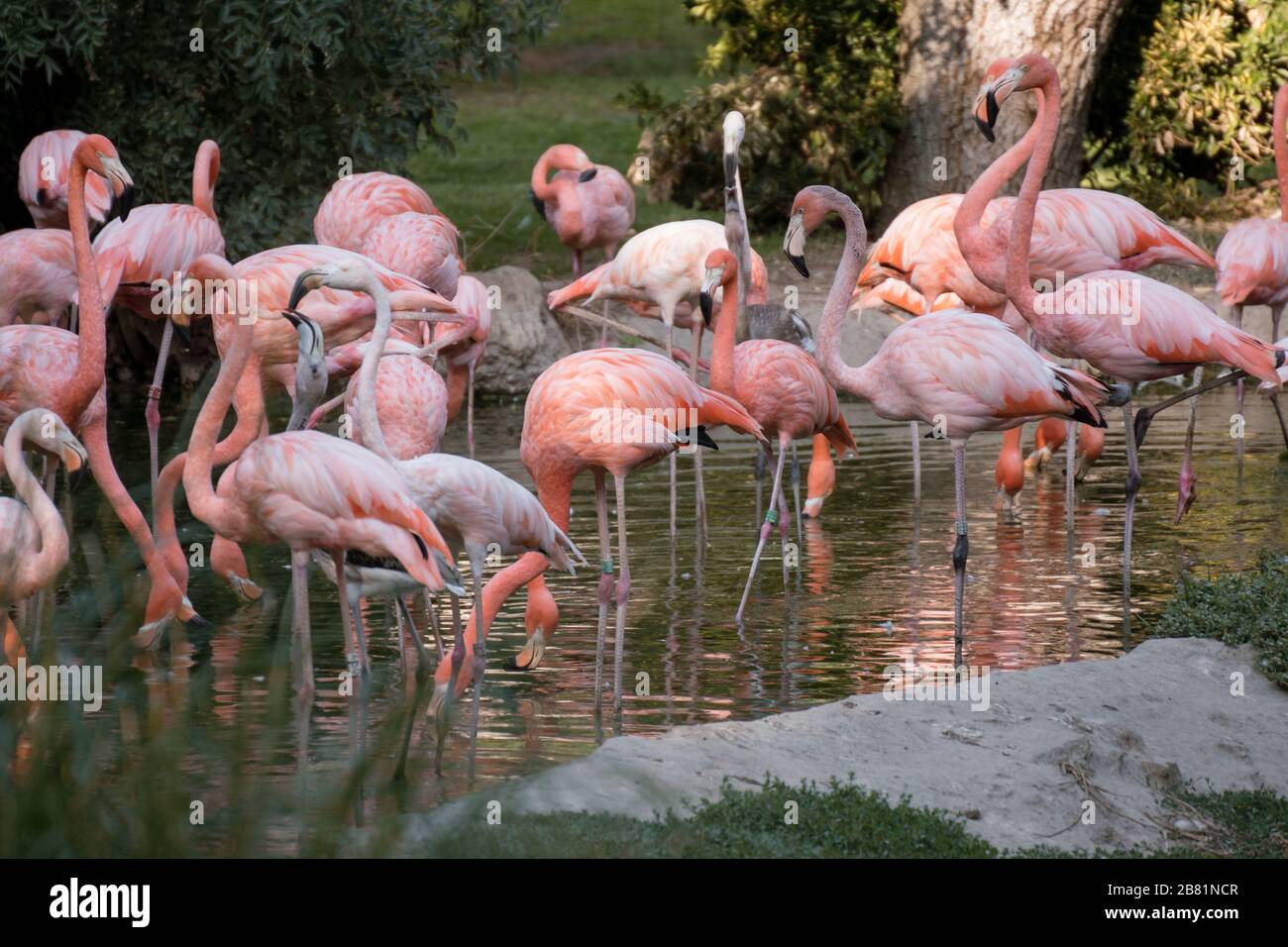 Gruppo di fenicotteri rosa americani in acqua al tramonto Foto Stock