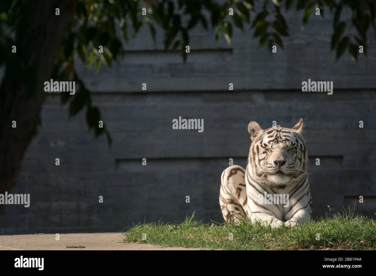 Bel ritratto di bianco maschio tigre bengala riposo al tramonto Foto Stock