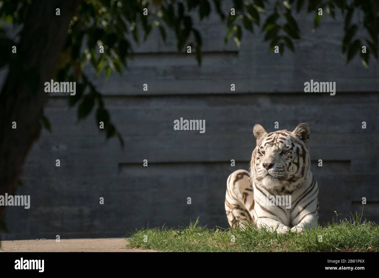 Bel ritratto di bianco maschio tigre bengala riposo al tramonto Foto Stock
