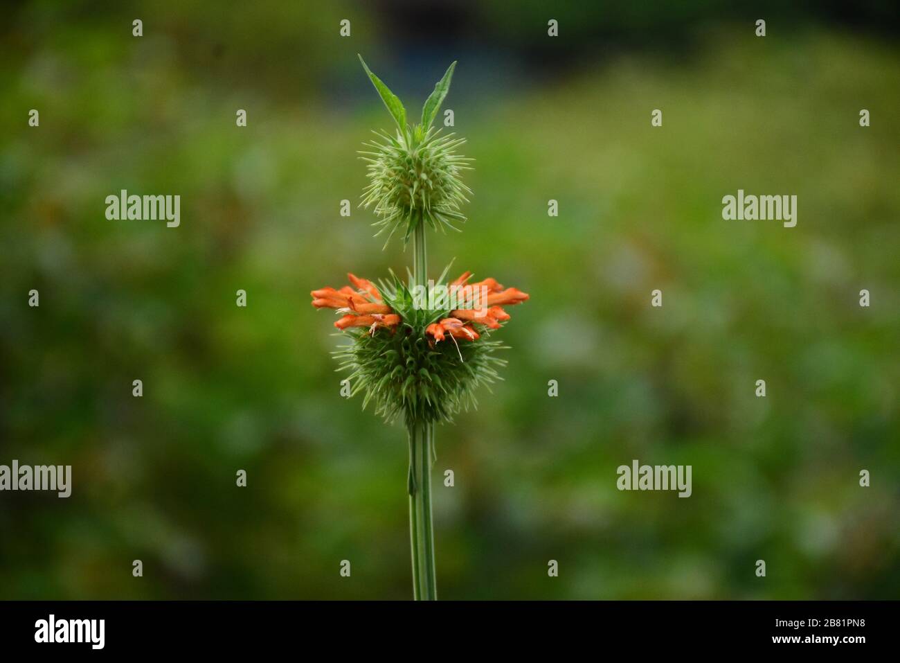 Botriocline ugandensis, pianta selvatica con fiori d'arancio provenienti dal Ruanda, Africa orientale Foto Stock