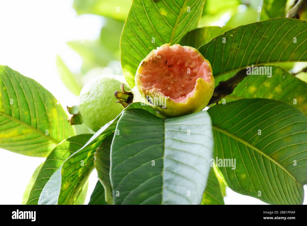 Il frutto naturale della guava africana mangiato dagli uccelli Foto Stock