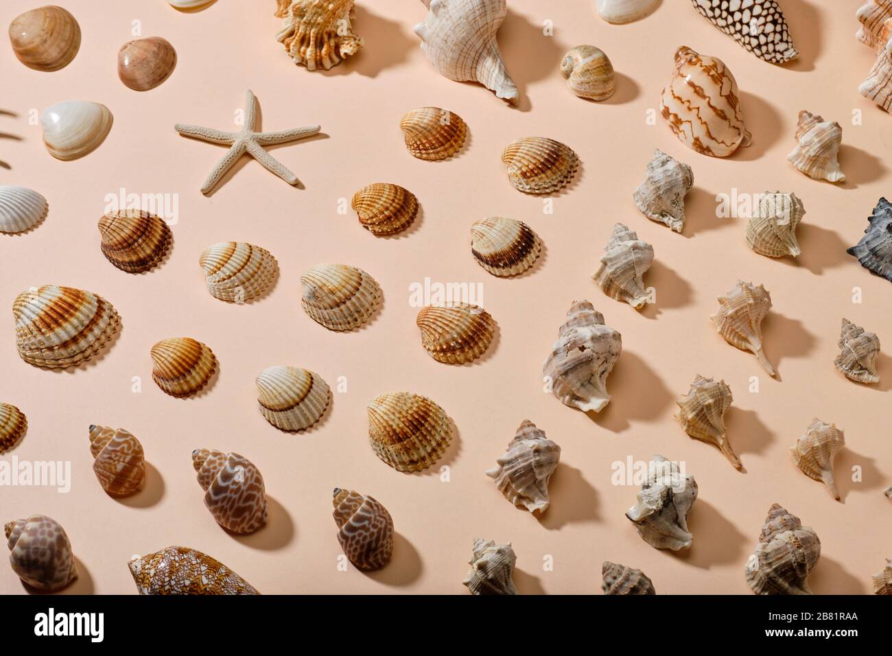 Conchiglie e stella marina su sfondo di carta rosa Foto Stock