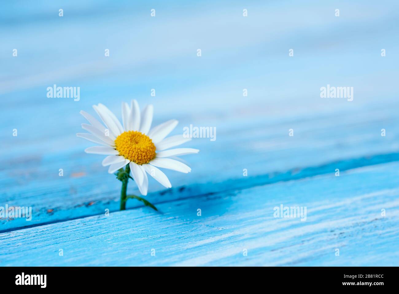 primo piano di un fiore a margherita su una superficie rustica di legno blu con un po' di spazio vuoto sulla destra Foto Stock
