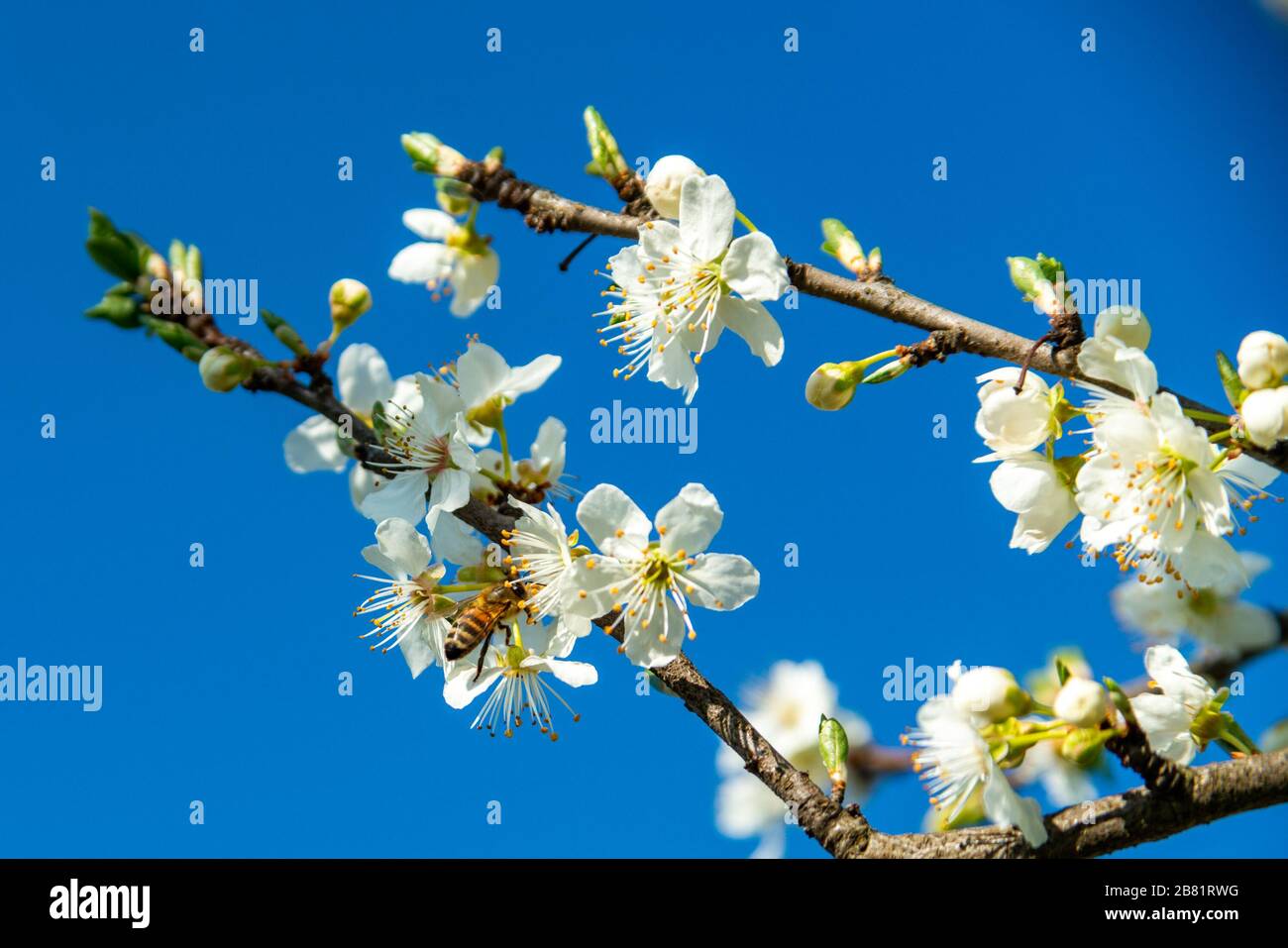Fiori di ciliegio, Kirschblüten, Zweige mit Kirschblüten, Kirschbaum, Frühling in Dornbirn, Vorarlberg, Austria, Österreich Foto Stock