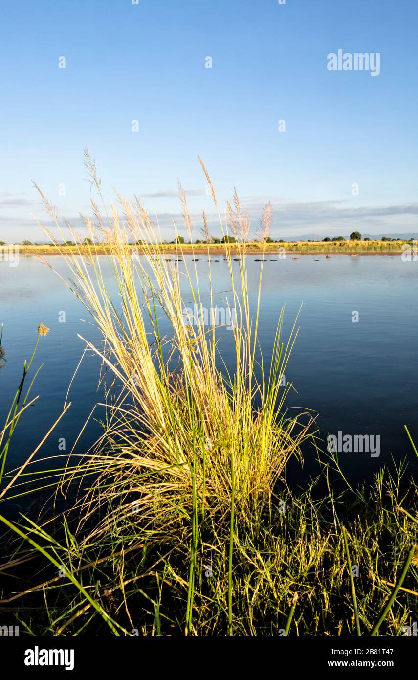 Vista dal lato dello Zimbabwe, attraverso il fiume Zambesi, passando un pod di ippopotami alle montagne dello Zambia Foto Stock