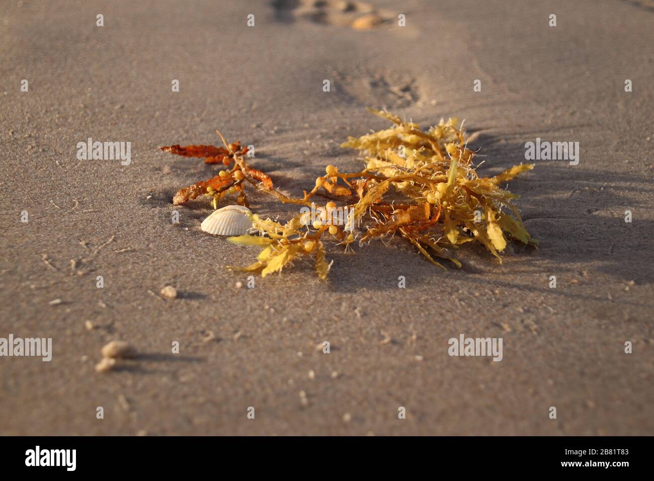 Alghe e conchiglie su una spiaggia di sabbia Foto Stock