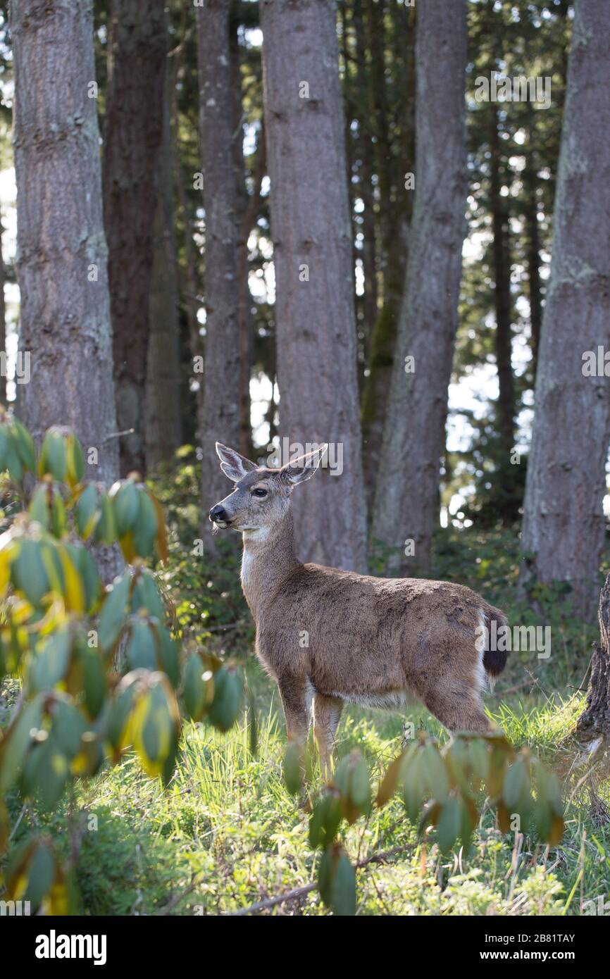 Cervo in una foresta di Eugene, Oregon, USA. Foto Stock