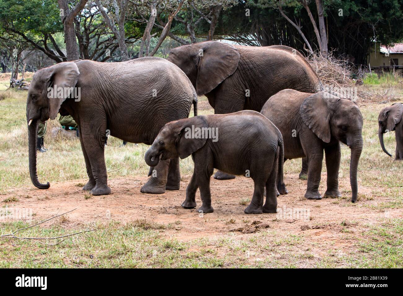 Gruppo di giovani elefanti africani a riposo Foto Stock