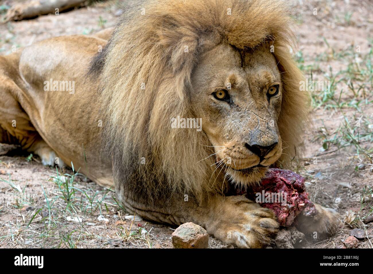 Ritratto di leone africano sul terreno con carne Foto Stock