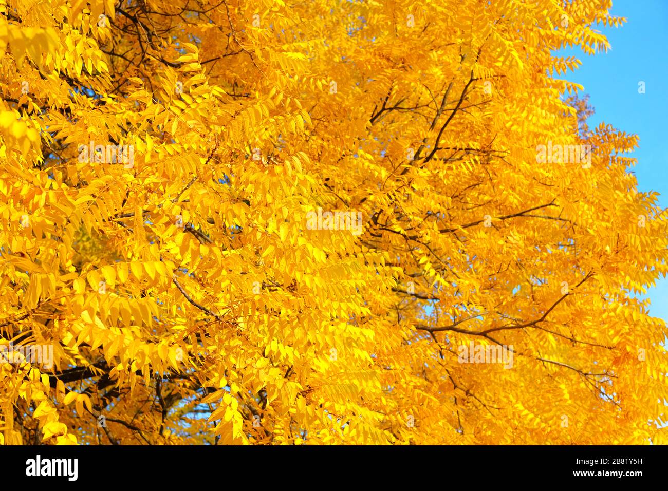 Foglie gialle sull'albero nella stagione autunnale. Per sfondo e testo. Parco cittadino autunnale. Settembre, Ottobre, Novembre. Foto Stock