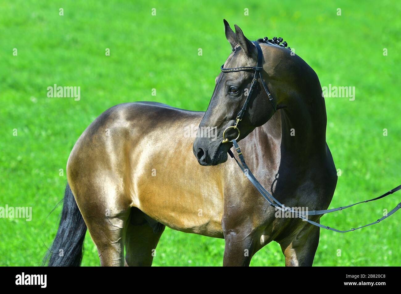 Portrat di stallone akhal della pelle di buckskin in in una brigle che sta all'esterno in un campo estivo. Sport equestre. Foto Stock
