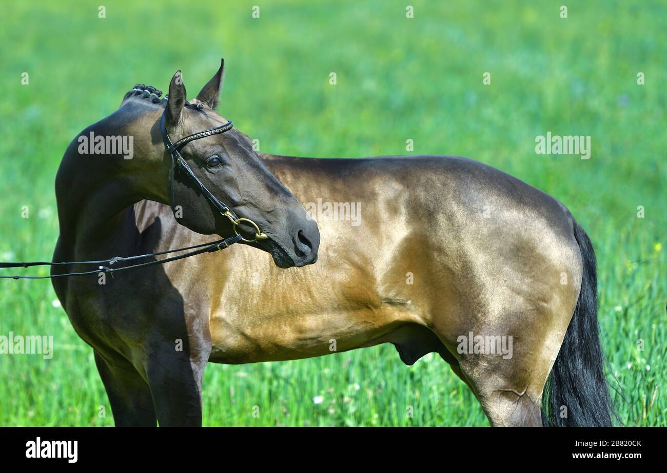 Portrat di stallone akhal della pelle di buckskin in in una brigle che sta all'esterno in un campo estivo. Sport equestre. Foto Stock