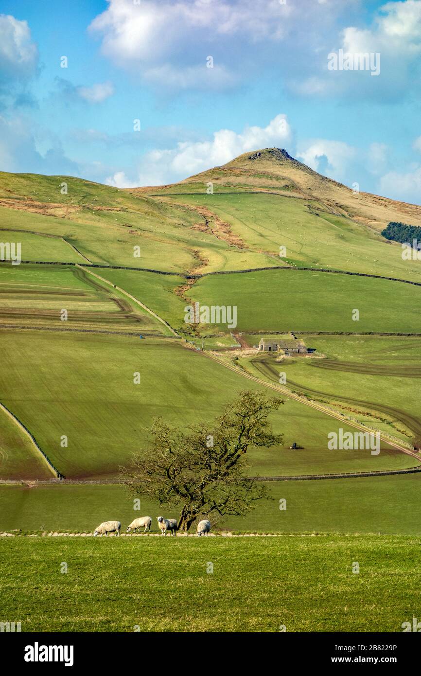 Pecore al pascolo sotto la collina di Shutlingsloe vicino al villaggio di Wildboarclough nel Peak District uno dei punti più alti in Cheshire Inghilterra Foto Stock