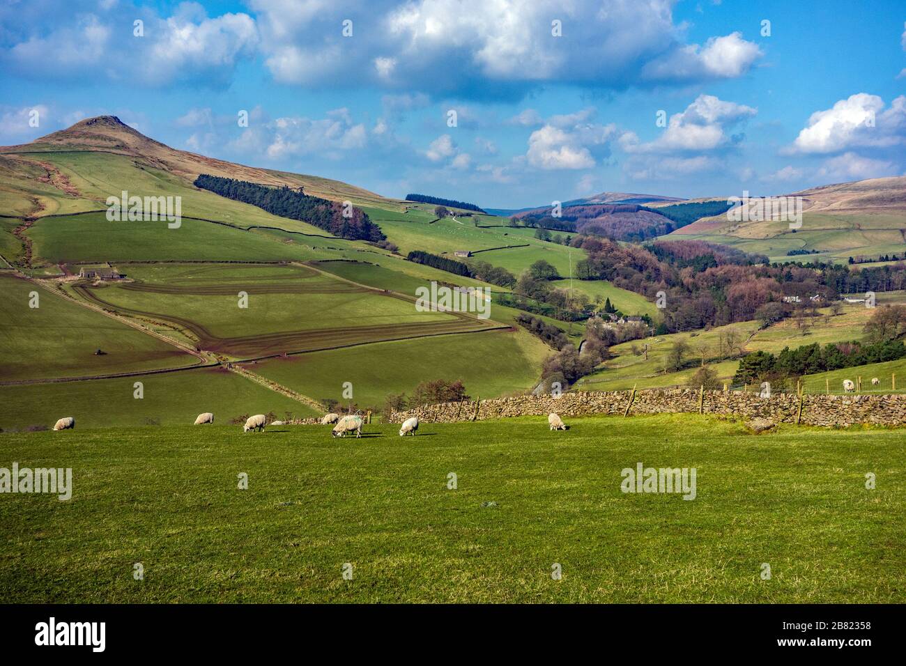 Pecore al pascolo sotto la collina di Shutlingsloe vicino al villaggio di Wildboarclough nel Peak District uno dei punti più alti in Cheshire Inghilterra Foto Stock