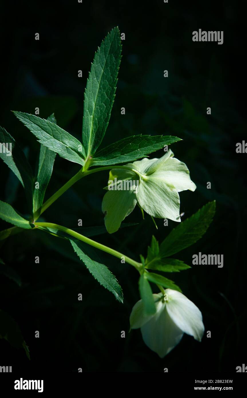 Fiori fioriscono all'inizio della primavera in Toscana. Foto Stock