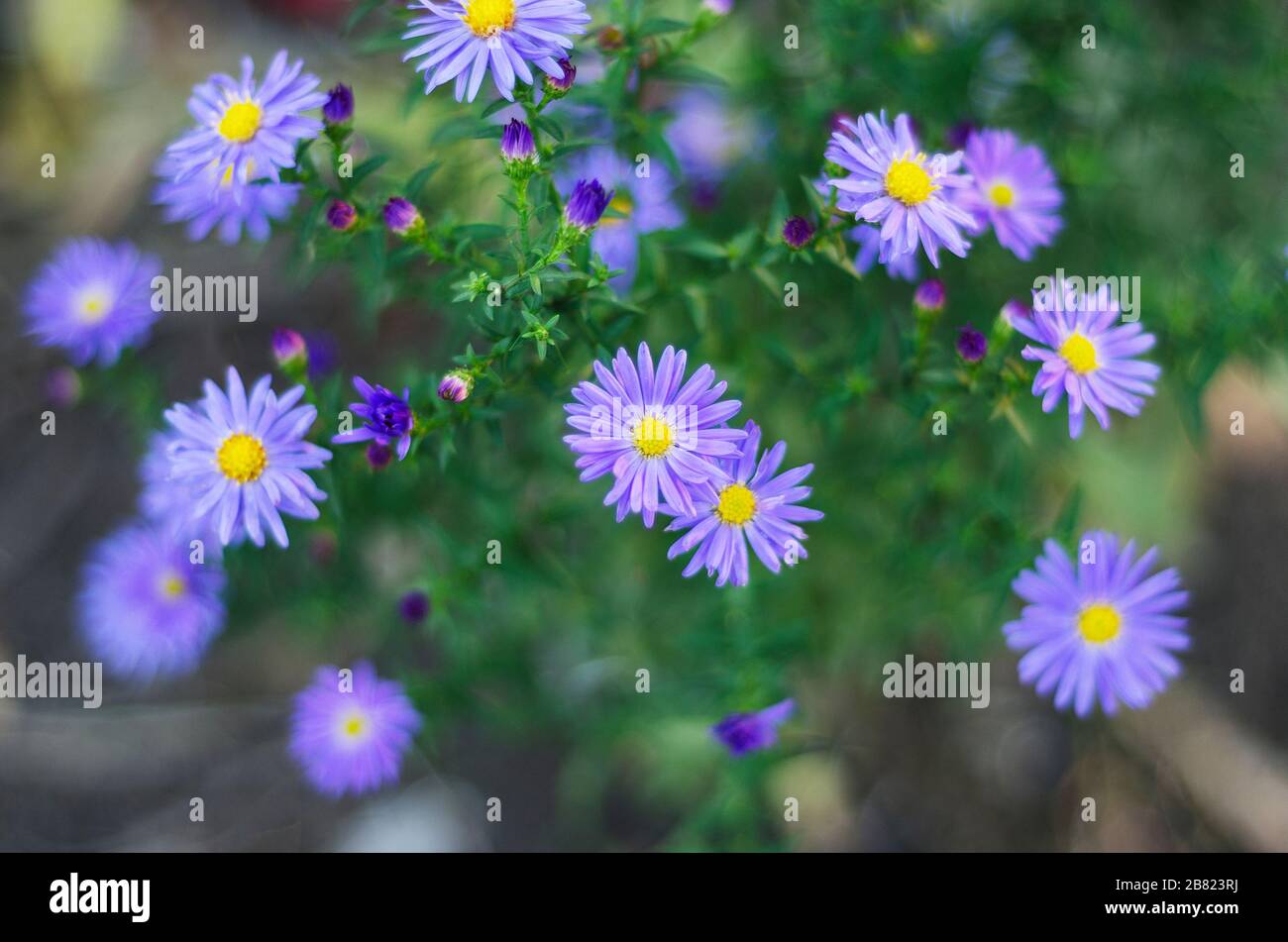 Colchicum pianta perenne velenosa autunnale della famiglia Liznotsvitovyh, conosciuta anche con i nomi popolari di zafferano, inverno, gelo, gelo selvatico Foto Stock
