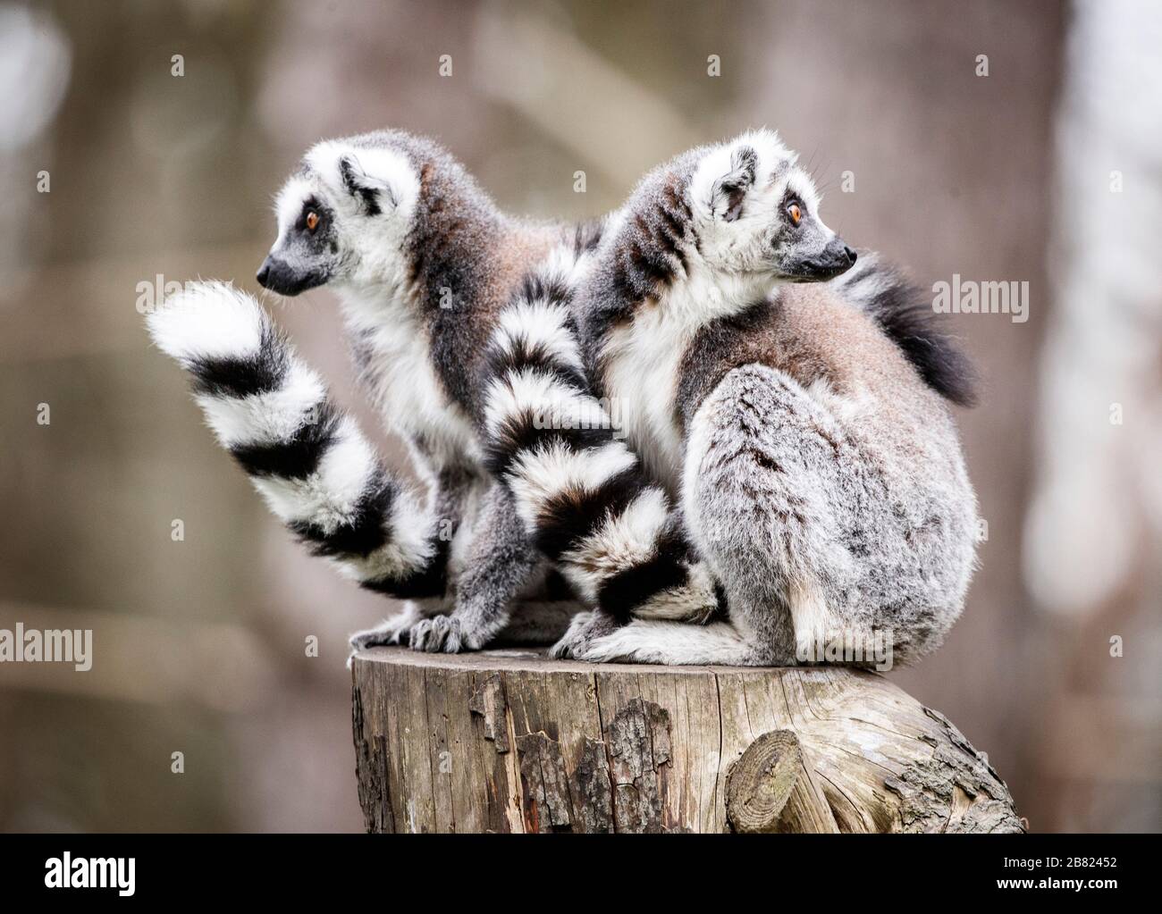 Lemuri allo Yorkshire Wildlife Park di Doncaster, dove il parco rimane ancora aperto al pubblico, mentre il coronavirus continua a colpire il Regno Unito. Foto Stock