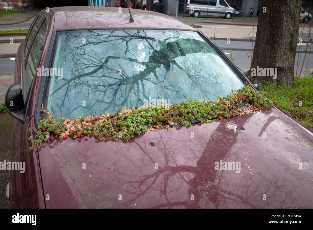 Pianta cresce sul parabrezza di una macchina illegalmente parcheggiata vicino alla strada Konrad-Adenauer-Ufer, Colonia, Germania. Pflanze waechst an der Windschutzsch Foto Stock