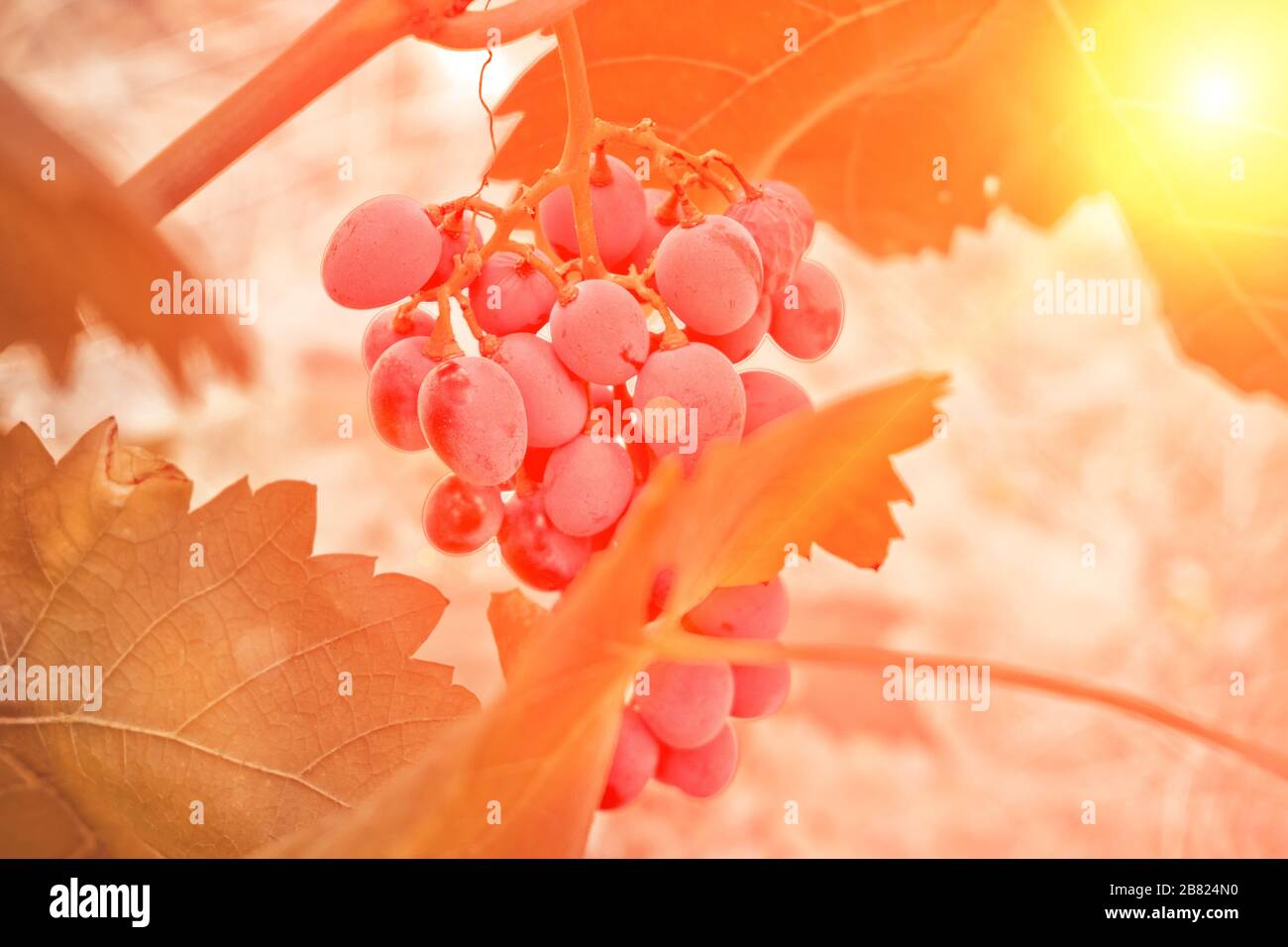 Grappoli di uve nere mature appendono su un ramo sullo sfondo di un vigneto. Foto Stock