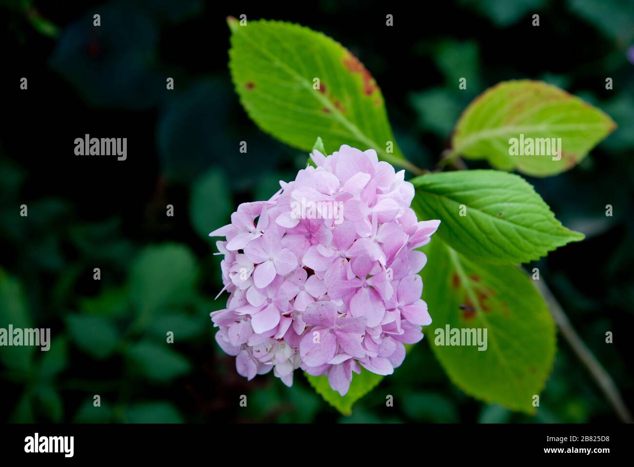 hydrangea macrophylla nigra Foto Stock