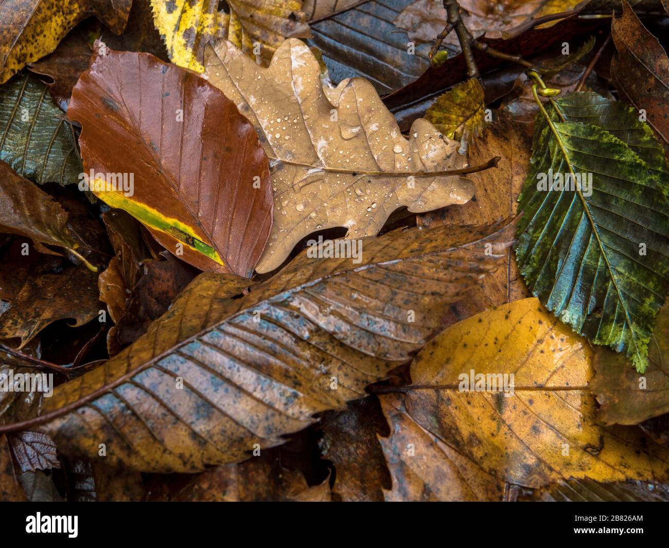 Leaf Foto Stock