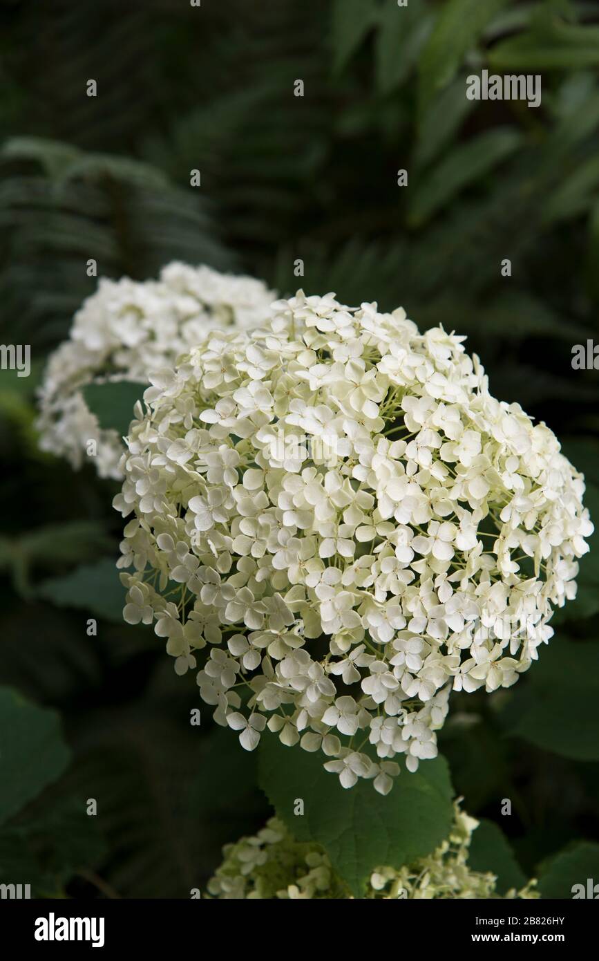 hydrangea arborescens annabelle Foto Stock