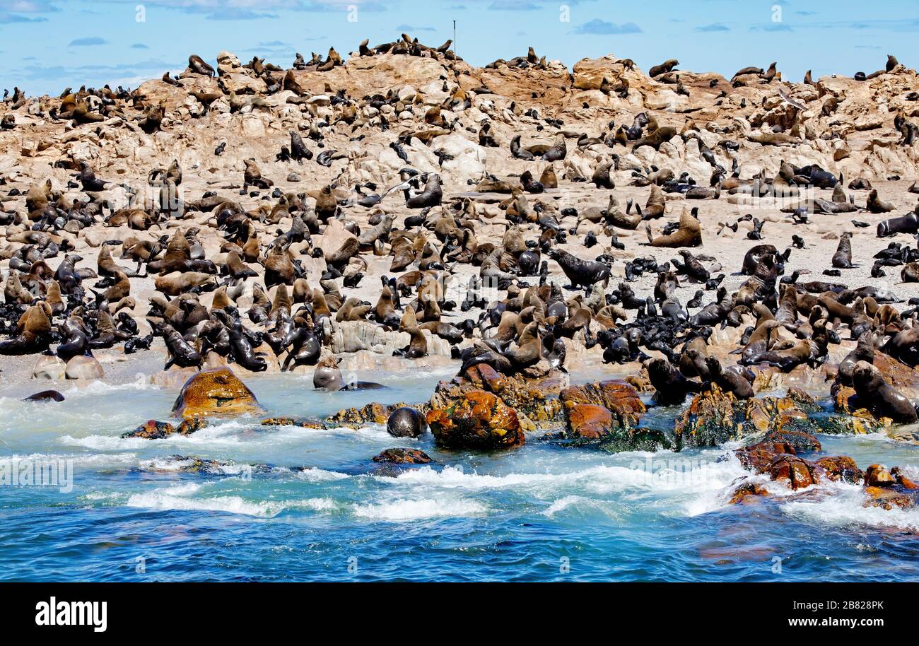 Migliaia di foche sulla riserva Dyer Island di fronte alla costa del Sud Africa Foto Stock