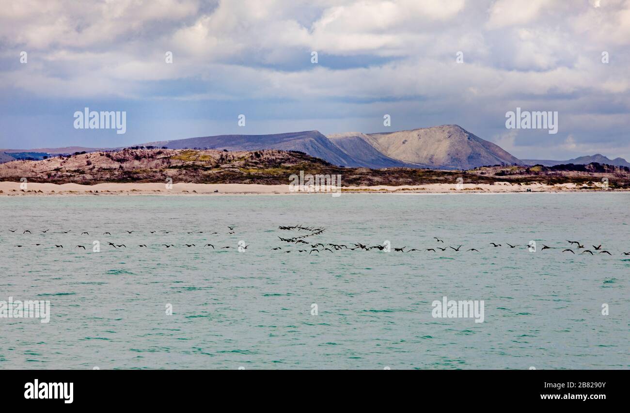 Gli uccelli volano sull'oceano vicino all'isola di Dyer, Sudafrica Foto Stock