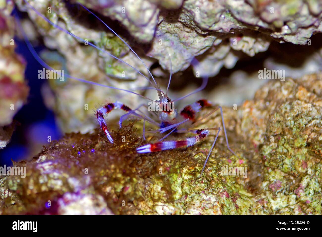 Boxer banded gamberetto corallo - Stenopus hispidus Foto Stock