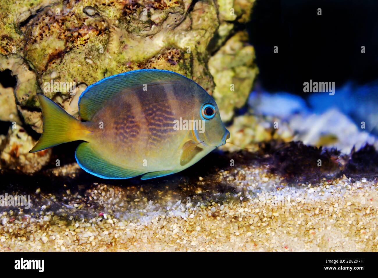 Blu (giallo giovanile) Tang di pesce di mare Atlantico - Acanthurus coeruleus Foto Stock