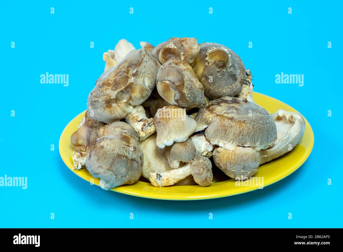 Funghi shiitake sul piatto. È considerato un fungo medicinale in alcune forme di medicina tradizionale Foto Stock